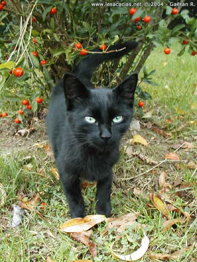 chat noir